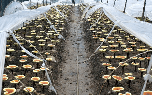 發(fā)酵用消泡劑生產(chǎn)相關(guān)原則