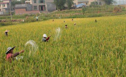 化肥消泡劑能給你在農業化肥上帶來什么幫助？