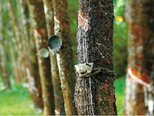 灌封膠用消泡劑在天然橡膠中應用