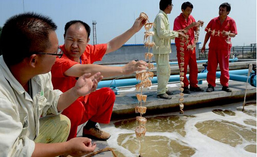 生物水處理消泡劑在生物水處理中的應用 生物水處理消泡劑在生物水處理中的應用