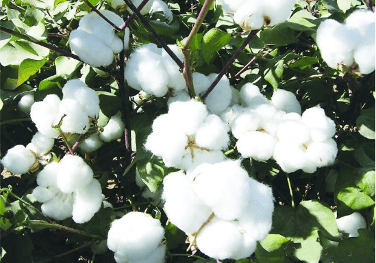 棉籽深加工用消泡劑的應用 棉籽深加工用消泡劑的應用